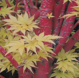Plants with Attractive Bark